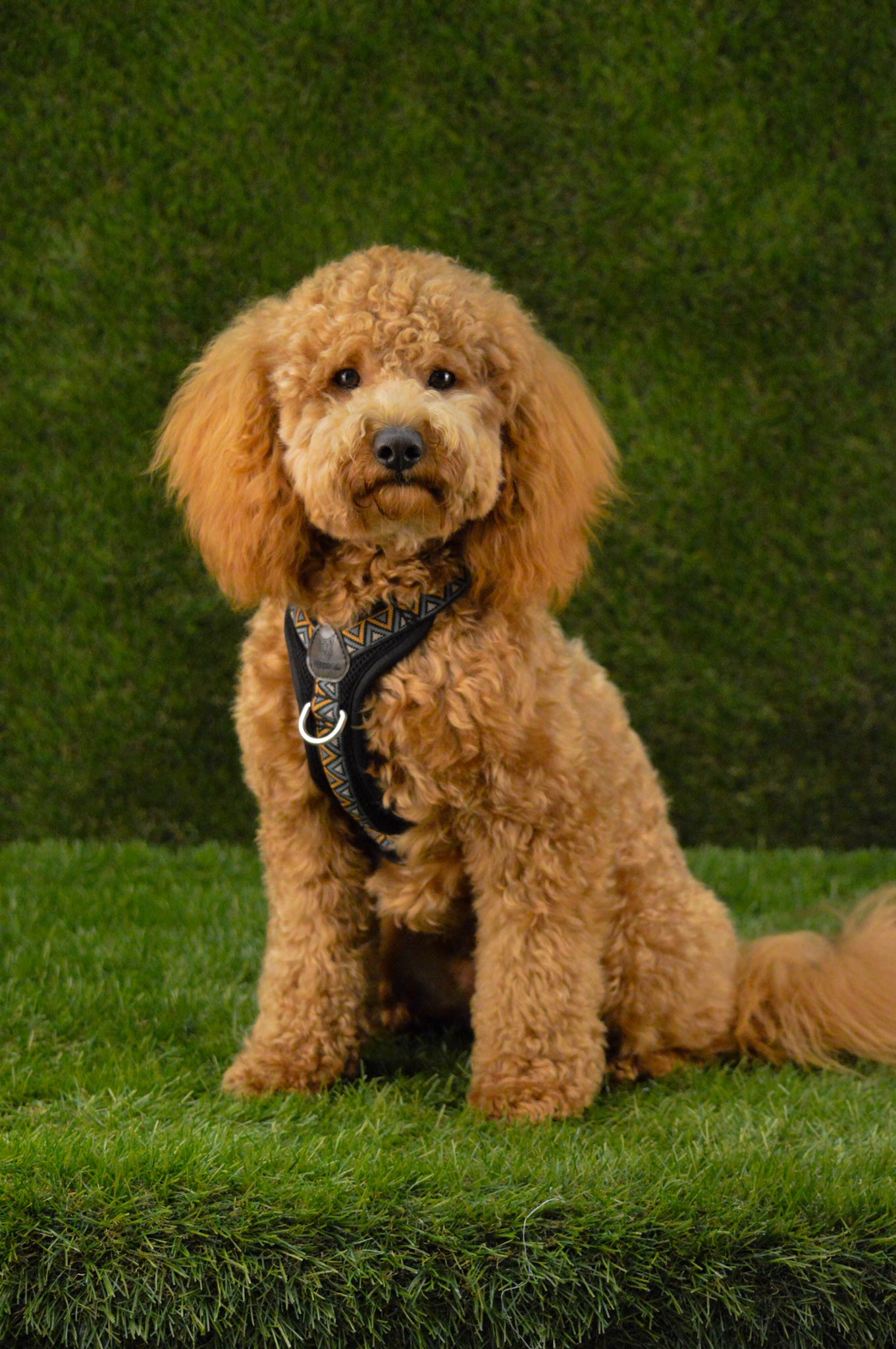 dog sat on grass with grass background wearing a harness